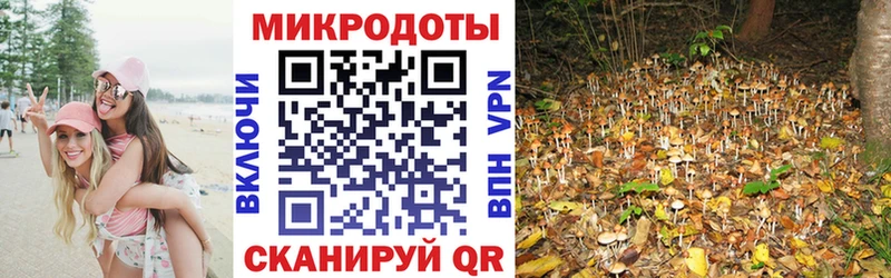 как найти наркотики  Кировград  Псилоцибиновые грибы Psilocybine cubensis 